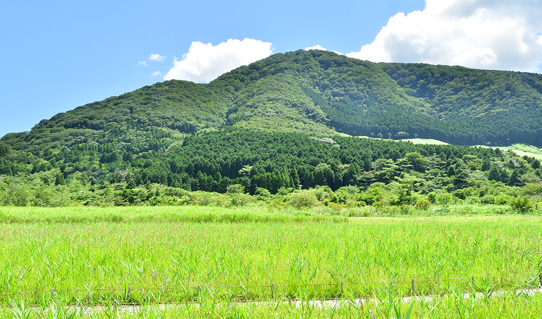 すすきの原